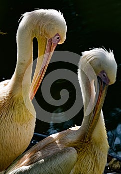 the lords of the lake