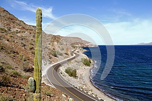 Saguaro and Road beside the Loreto bays in the sea of baja california, mexico photo