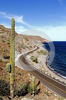 Saguaro and Road beside the Loreto bays in the sea of baja california, mexico II