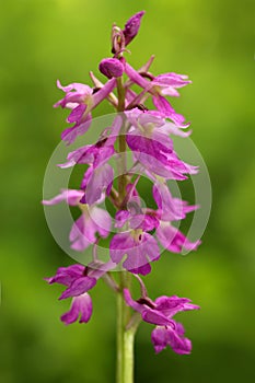 Lorez Orchid, Orchis x loreziana, flowering European terrestrial wild orchid, nature habitat, detail of bloom, green clear