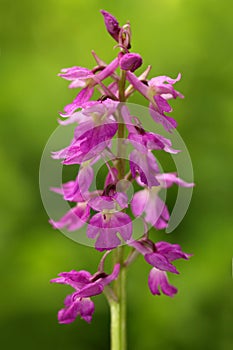 Lorez Orchid, Orchis x loreziana, flowering European terrestrial wild orchid, nature habitat, detail of bloom, green clear backgro