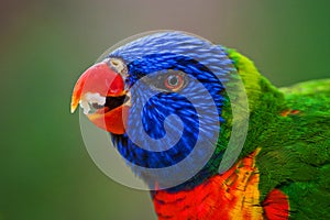 Lori Lorikeet