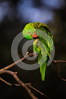 Lori lorikeet in the nature