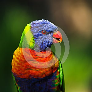 LORI lorikeet