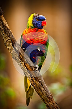Lori Lorikeet