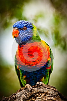 Lori Lorikeet