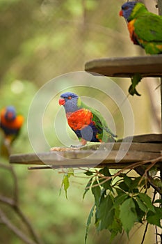 A lori parrot sits on a branch in its enclosure at