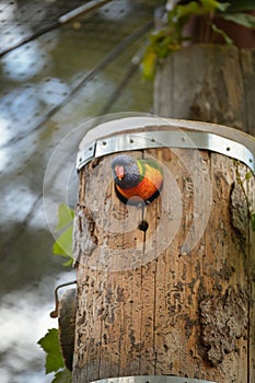 A lori parrot sits on a branch in its enclosure at the zoo.