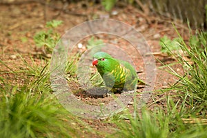 A lori parrot sits on a branch in its enclosure at the zoo