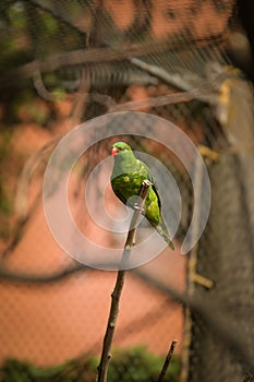 A lori parrot sits on a branch in its enclosure at the zoo