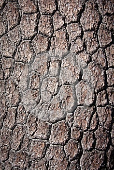 Loricate pine bark