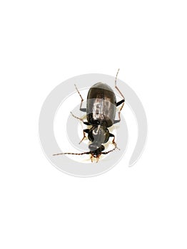 Loricera pilicornis Bristle antennae ground beetle