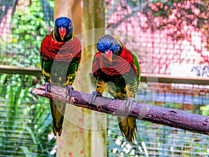 Lories small to medium-sized arboreal parrots