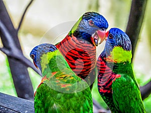 Lories small to medium-sized arboreal parrots