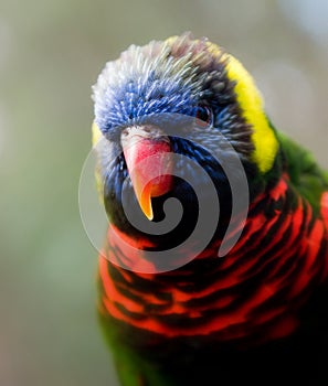 Papoušek 