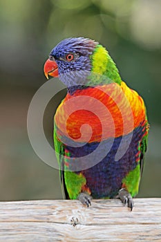 Lorikeet