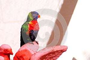 Lorikeet bird