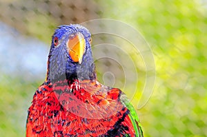 Lorikeet bird in aviary