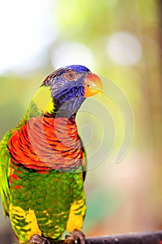 Lorikeet bird in aviary in Florida