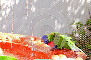 Lorikeet bird in birdbath