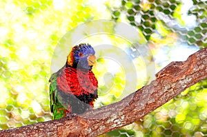 Lorikeet bird on branch