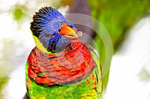 Lorikeet bird on branch