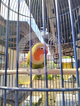 Lorikeet Bird in cage .