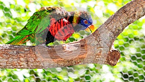 Lorikeet bird closeup