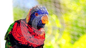 Lorikeet bird closeup