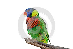 Lorikeet Bird Isolated