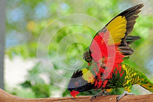Lorikeet Bird Showing Its Wings