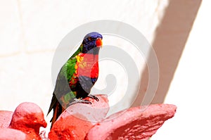 Lorikeet bird on top of fountain