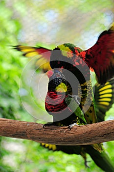 Lorikeet Birds Mating