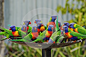 Lorikeet Feeding Time