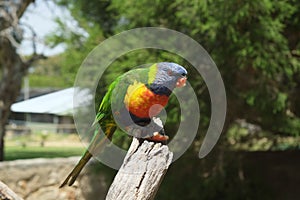 Lorikeet having a snack