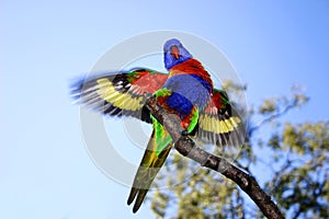 A lorikeet landing on a branch