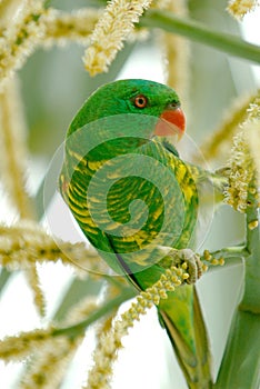 Lorikeet - Parrot