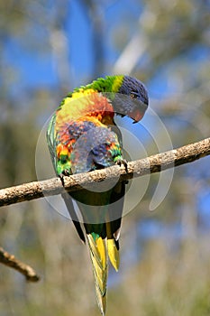 Lorikeet parrot