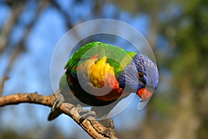 Lorikeet parrot