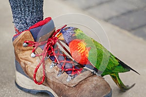 Lorikeet parrot sitting on human leg and pecking biting shoe laces. Funny domestic animal pet communicate with an owner master.