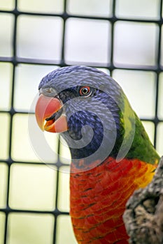 Lorikeet Portrait Close