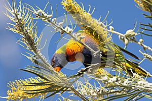 Lorikeet (Trichoglossus haematodus) eating in Australia