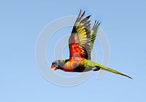 Lorikeet (Trichoglossus haematodus) flying in Australia