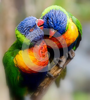 Lorikeet whispers a secret