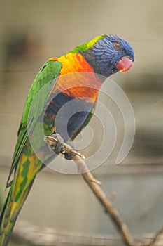 Lorikeets - a Colourful Parrot Rainbow