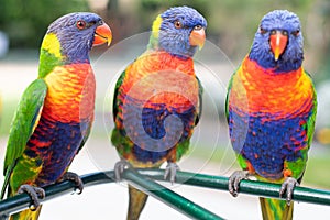 Lorikeets sitting together