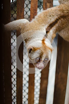 Loris is liveing inthe cage