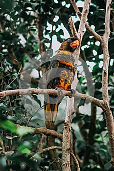 Lorius lory sitting on a tree branch with sunshine pouring overhead. Close up of a tropical bird in natural conditions