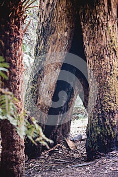 Lorne Forest, Great Otway National Park, Victoria, Australia