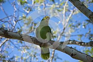 Loro cabeza amarilla rey photo